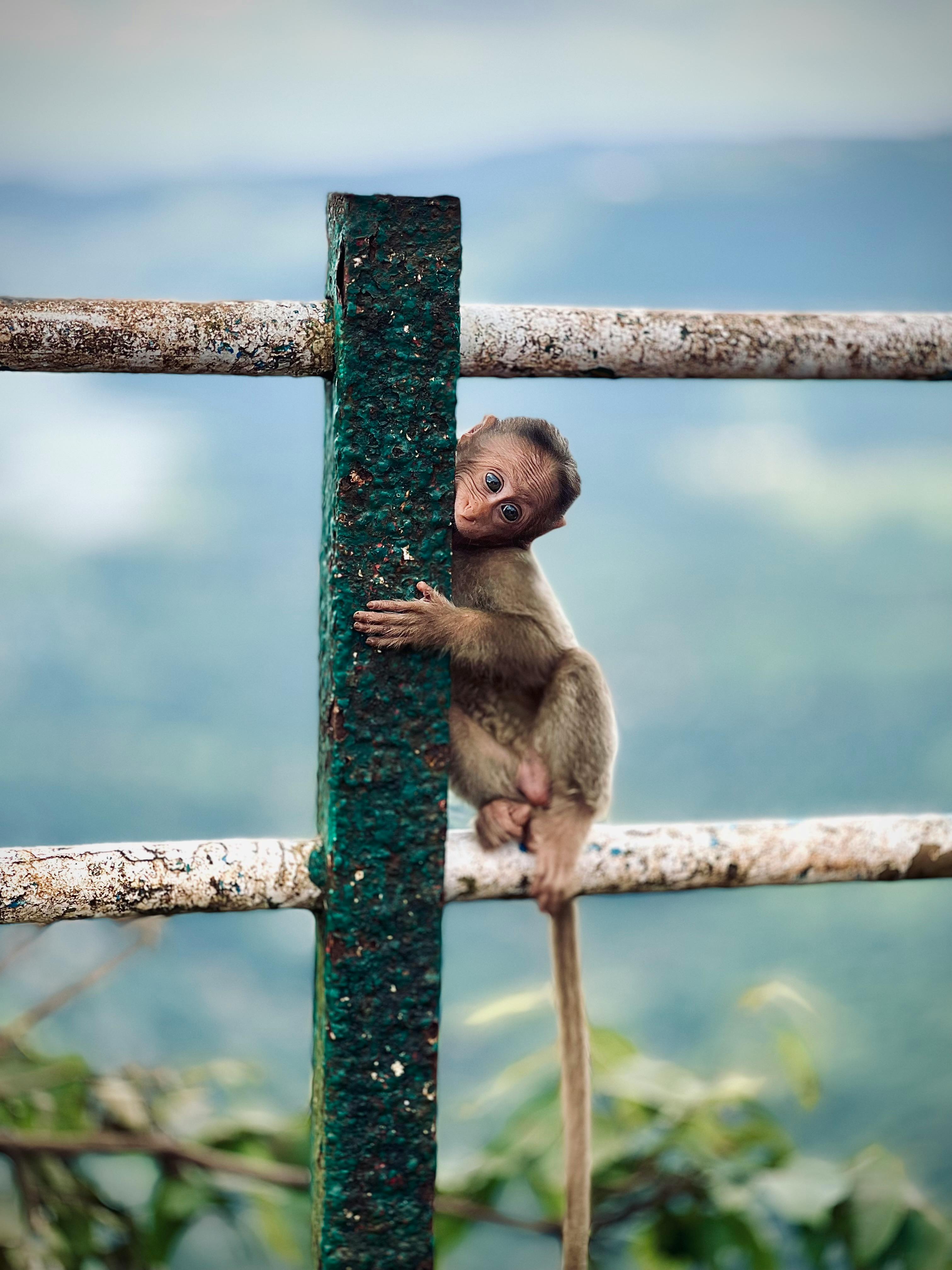 Baby monkey sitting on wooden fence.