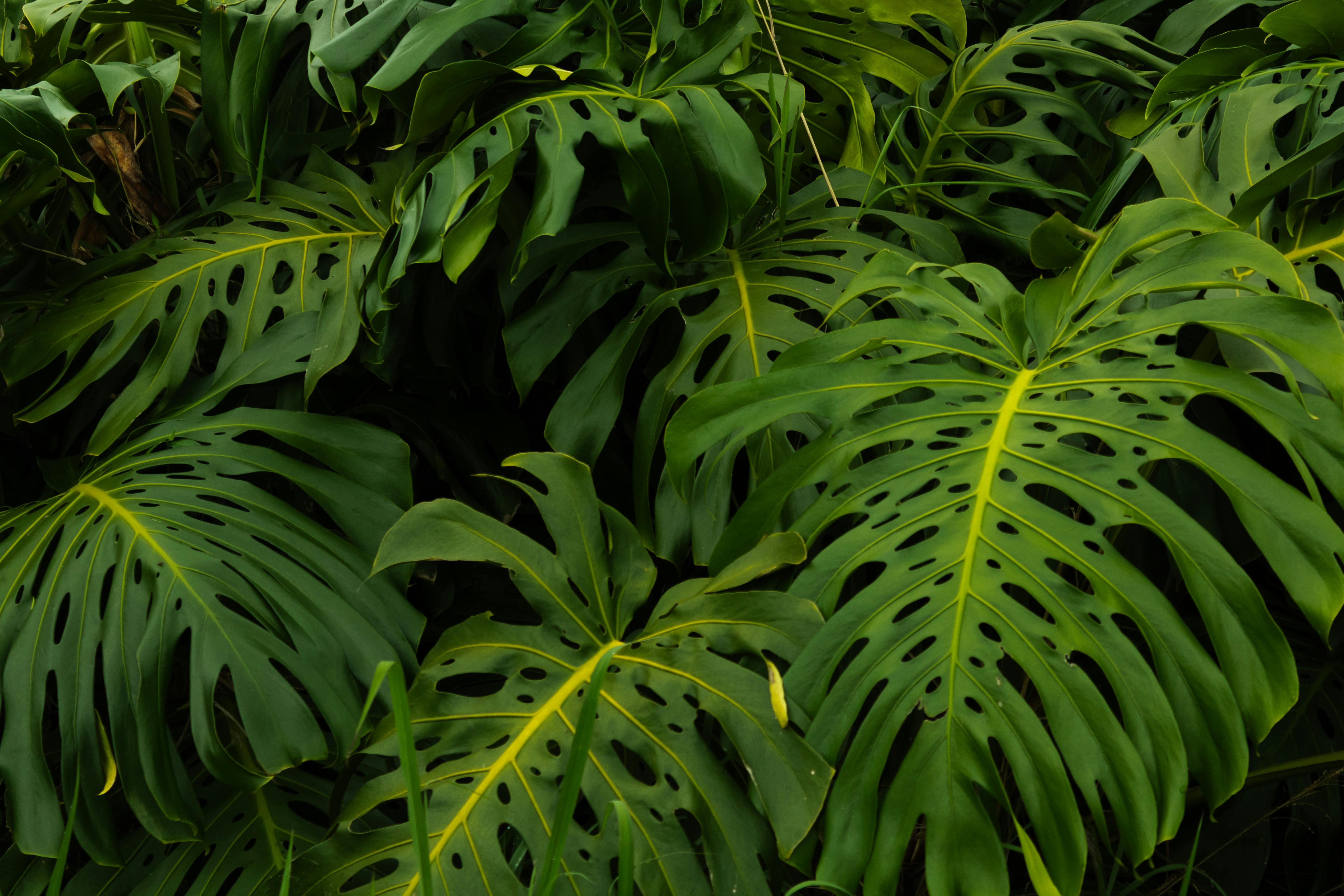 Jungle Leaves